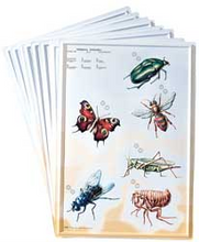 Load image into Gallery viewer, 3D General Zoology Charts - Invertebrates