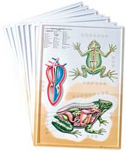 Load image into Gallery viewer, 3D General Zoology Charts - Vertebrates
