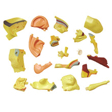 Load image into Gallery viewer, Ear: 4D Vision Human Ear Anatomy Model