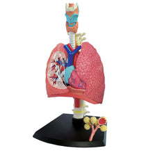 Load image into Gallery viewer, Lung: 4D Vision Human Respiratory System Anatomy Model