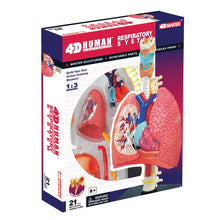 Load image into Gallery viewer, Lung: 4D Vision Human Respiratory System Anatomy Model
