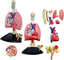 Load image into Gallery viewer, Lung: 4D Vision Human Respiratory System Anatomy Model