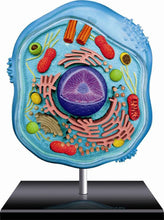 Load image into Gallery viewer, 4D Vision Animal Cell Model