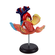 Load image into Gallery viewer, Heart: 4D Vision Human Heart Anatomy Model