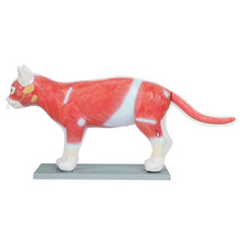 Load image into Gallery viewer, Feline Anatomy Model