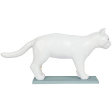 Load image into Gallery viewer, Feline Anatomy Model
