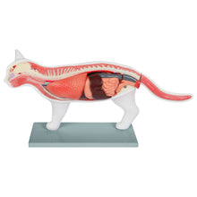 Load image into Gallery viewer, Feline Anatomy Model