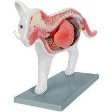Load image into Gallery viewer, Feline Anatomy Model