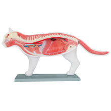Load image into Gallery viewer, Feline Anatomy Model