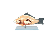 Load image into Gallery viewer, Carp Fish Anatomy Model