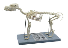 Load image into Gallery viewer, Dog Skeleton Model