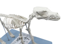 Load image into Gallery viewer, Dog Skeleton Model