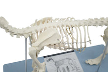 Load image into Gallery viewer, Dog Skeleton Model