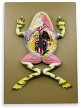 Load image into Gallery viewer, Eisco Frog Dissection Model, Mounted