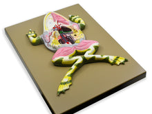 Load image into Gallery viewer, Eisco Frog Dissection Model, Mounted