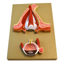 Load image into Gallery viewer, Eye: Human Eye Demonstration Model