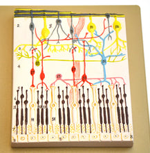 Load image into Gallery viewer, Eye: Human Eye Demonstration Model