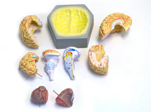 Load image into Gallery viewer, Brain: Human Brain, 9 Parts