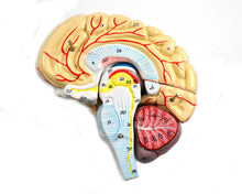 Load image into Gallery viewer, Brain: Human Brain, 9 Parts