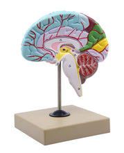 Load image into Gallery viewer, Brain: Human Half Brain Model