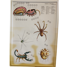 Load image into Gallery viewer, 3D General Zoology Charts - Invertebrates
