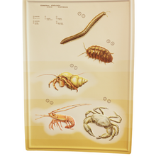 Load image into Gallery viewer, 3D General Zoology Charts - Invertebrates