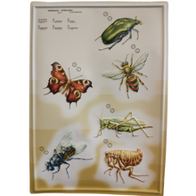 Load image into Gallery viewer, 3D General Zoology Charts - Invertebrates