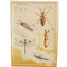 Load image into Gallery viewer, 3D General Zoology Charts - Invertebrates