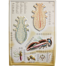 Load image into Gallery viewer, 3D General Zoology Charts - Invertebrates