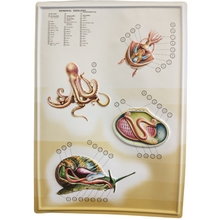Load image into Gallery viewer, 3D General Zoology Charts - Invertebrates
