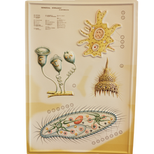 Load image into Gallery viewer, 3D General Zoology Charts - Invertebrates