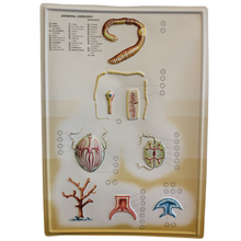 Load image into Gallery viewer, 3D General Zoology Charts - Invertebrates