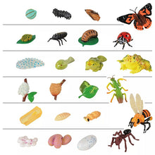 Load image into Gallery viewer, Life Cycle Figurines Set