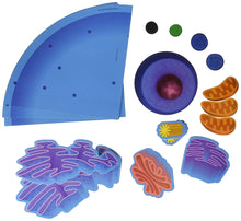 Load image into Gallery viewer, Giant Magnetic Animal Cell