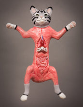 Load image into Gallery viewer, Dissected Cat Model