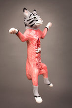 Load image into Gallery viewer, Dissected Cat Model