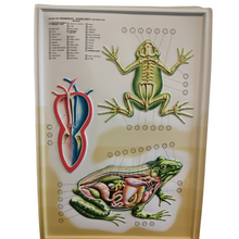 Load image into Gallery viewer, 3D General Zoology Charts - Vertebrates