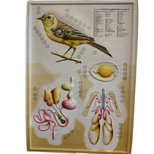 Load image into Gallery viewer, 3D General Zoology Charts - Vertebrates