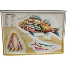 Load image into Gallery viewer, 3D General Zoology Charts - Vertebrates