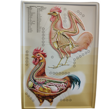 Load image into Gallery viewer, 3D General Zoology Charts - Vertebrates