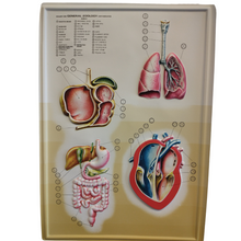 Load image into Gallery viewer, 3D General Zoology Charts - Vertebrates