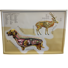 Load image into Gallery viewer, 3D General Zoology Charts - Vertebrates