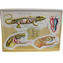 Load image into Gallery viewer, 3D General Zoology Charts - Vertebrates