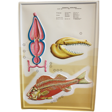 Load image into Gallery viewer, 3D General Zoology Charts - Vertebrates