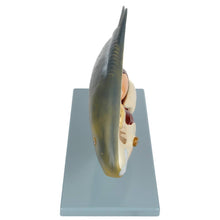 Load image into Gallery viewer, Carp Fish Anatomy Model