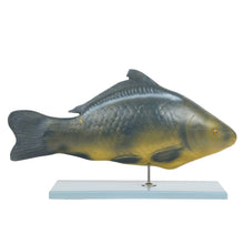 Load image into Gallery viewer, Carp Fish Anatomy Model