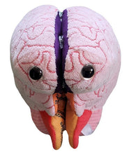 Load image into Gallery viewer, Brain: Stuffed Brain Model
