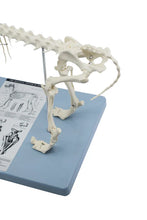 Load image into Gallery viewer, Dog Skeleton Model