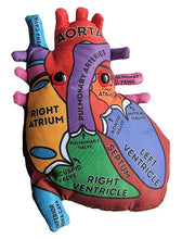 Load image into Gallery viewer, Heart: Stuffed Heart Model - Classroom Set