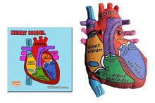 Load image into Gallery viewer, Heart: Stuffed Heart Model - Classroom Set